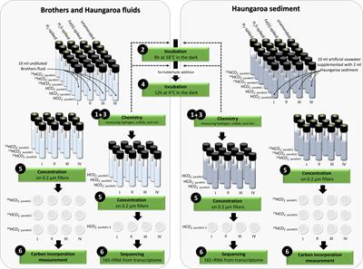 Parameters Governing the Community Structure and Element Turnover in Kermadec Volcanic Ash and Hydrothermal Fluids as Monitored by Inorganic Electron Donor Consumption, Autotrophic CO2 Fixation and 16S Tags of the Transcriptome in Incubation Experiments